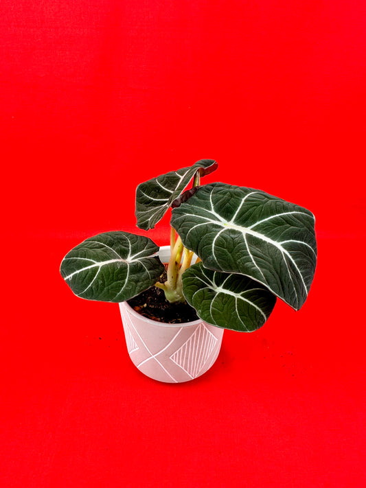 Alocasia Black Velvet