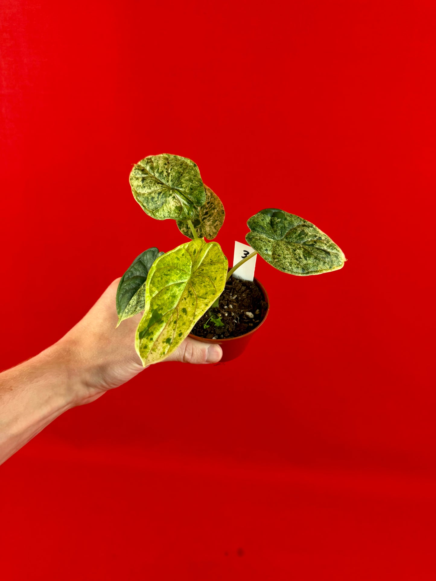 Alocasia Dragon Scale Mint