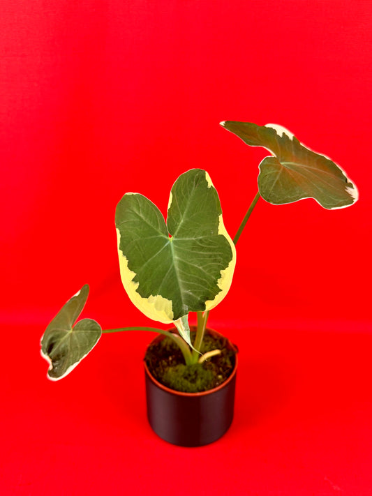 Xanthosoma sagittifolium 'Variegatum Monstrosum'
