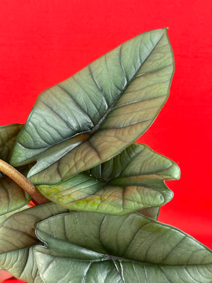 Alocasia Platinum
