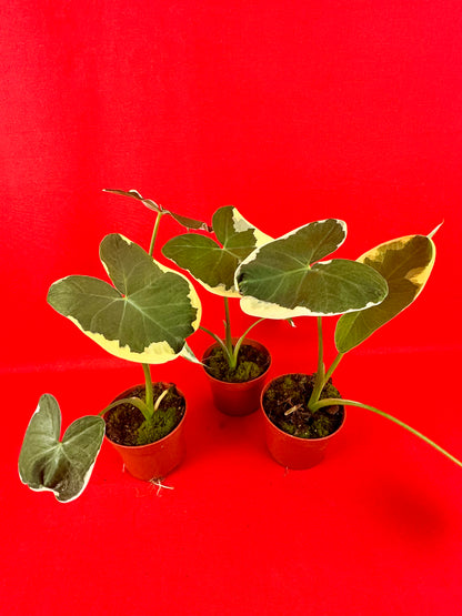 Xanthosoma sagittifolium 'Variegatum Monstrosum'