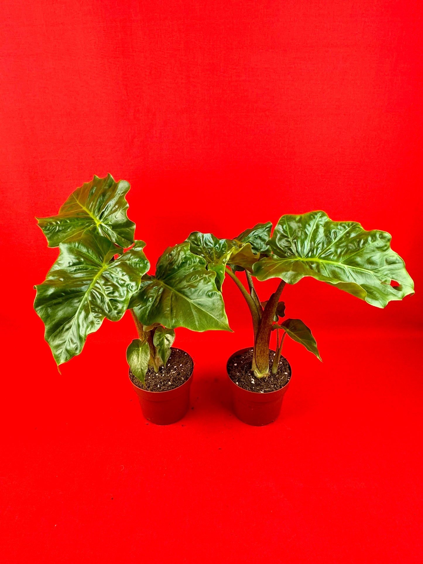 Alocasia Macrorrhiza