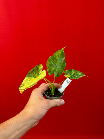 Alocasia macrorrhizos 'Aurea Variegata' (s)
