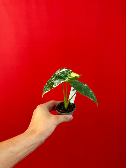 Alocasia micholitziana 'Frydek Variegata' (s)