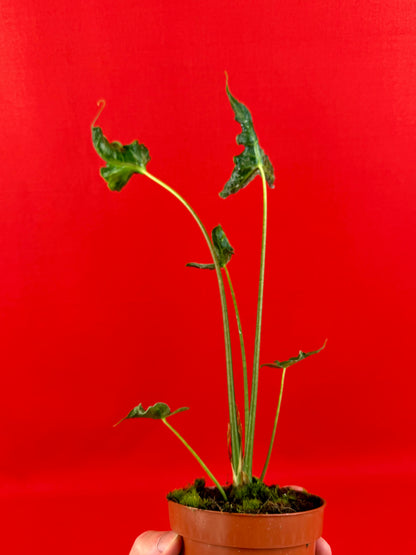 Alocasia Teletubbies