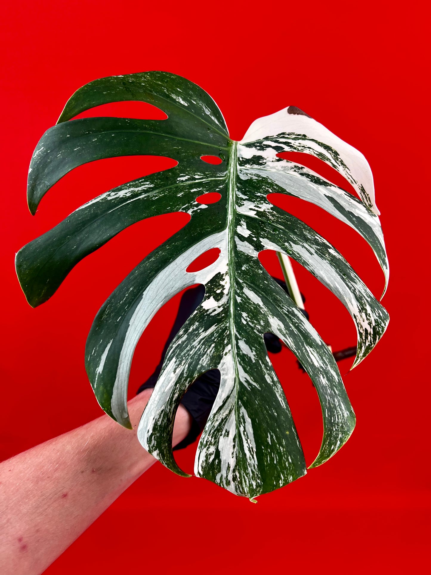 Monstera Deliciosa Variegata (cutting) - LUplnts