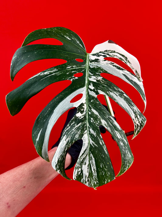 Monstera Deliciosa Variegata (cutting) - LUplnts