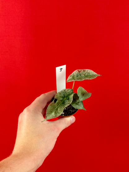 Alocasia Polly Variegata (s)
