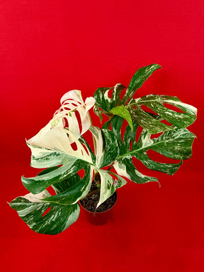 Monstera Deliciosa Variegata (L)