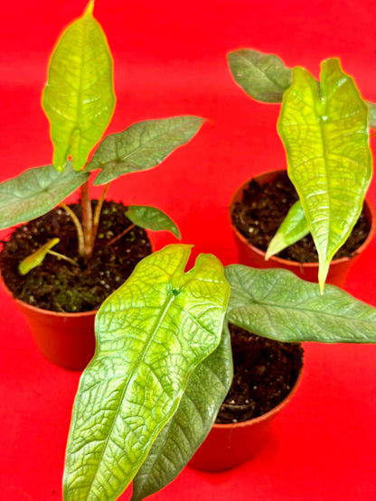 Alocasia sulawesi 'Green Carpet' - LUplnts