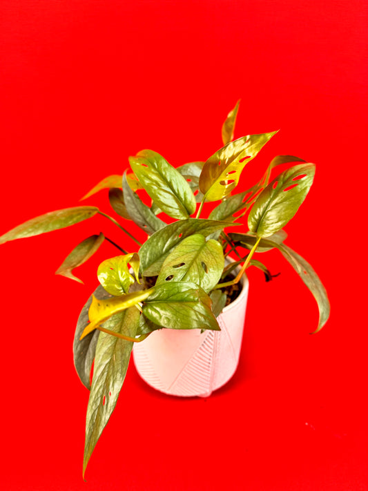 Epipremnum Pinnatum Cebu Blue - LUplnts