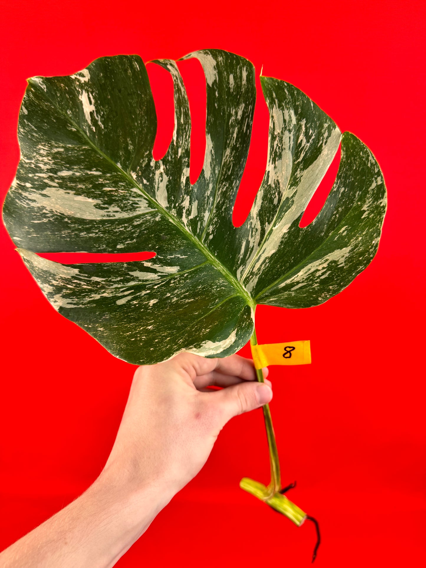 Monstera Deliciosa Variegata (bouture)