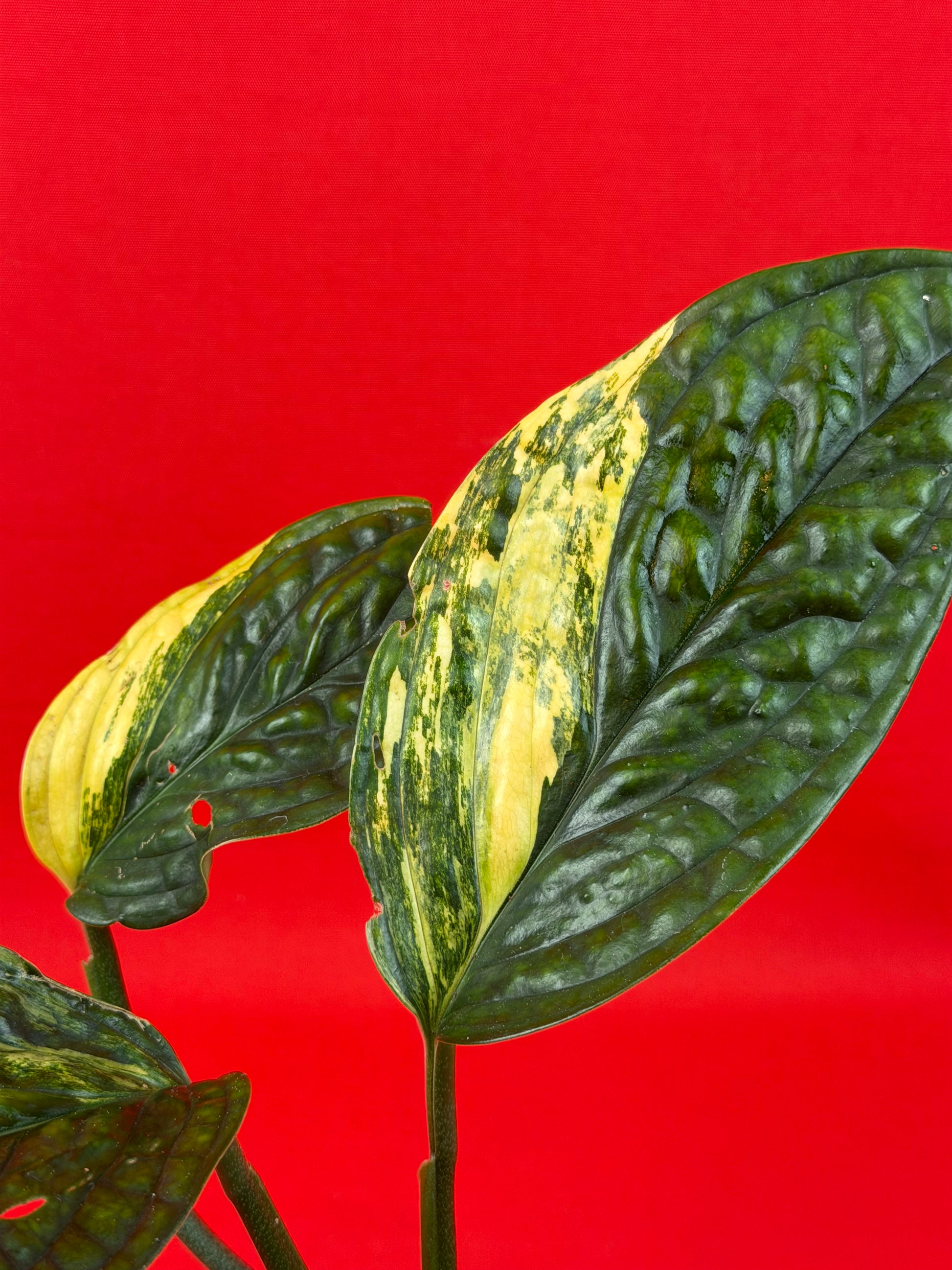 Monstera Peru Variegata - LUplnts