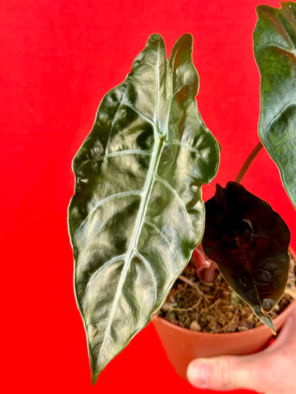 Alocasia chantrieri