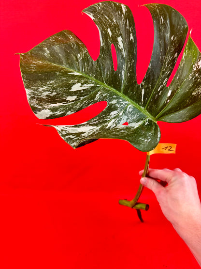 Monstera Deliciosa Variegata (cutting)