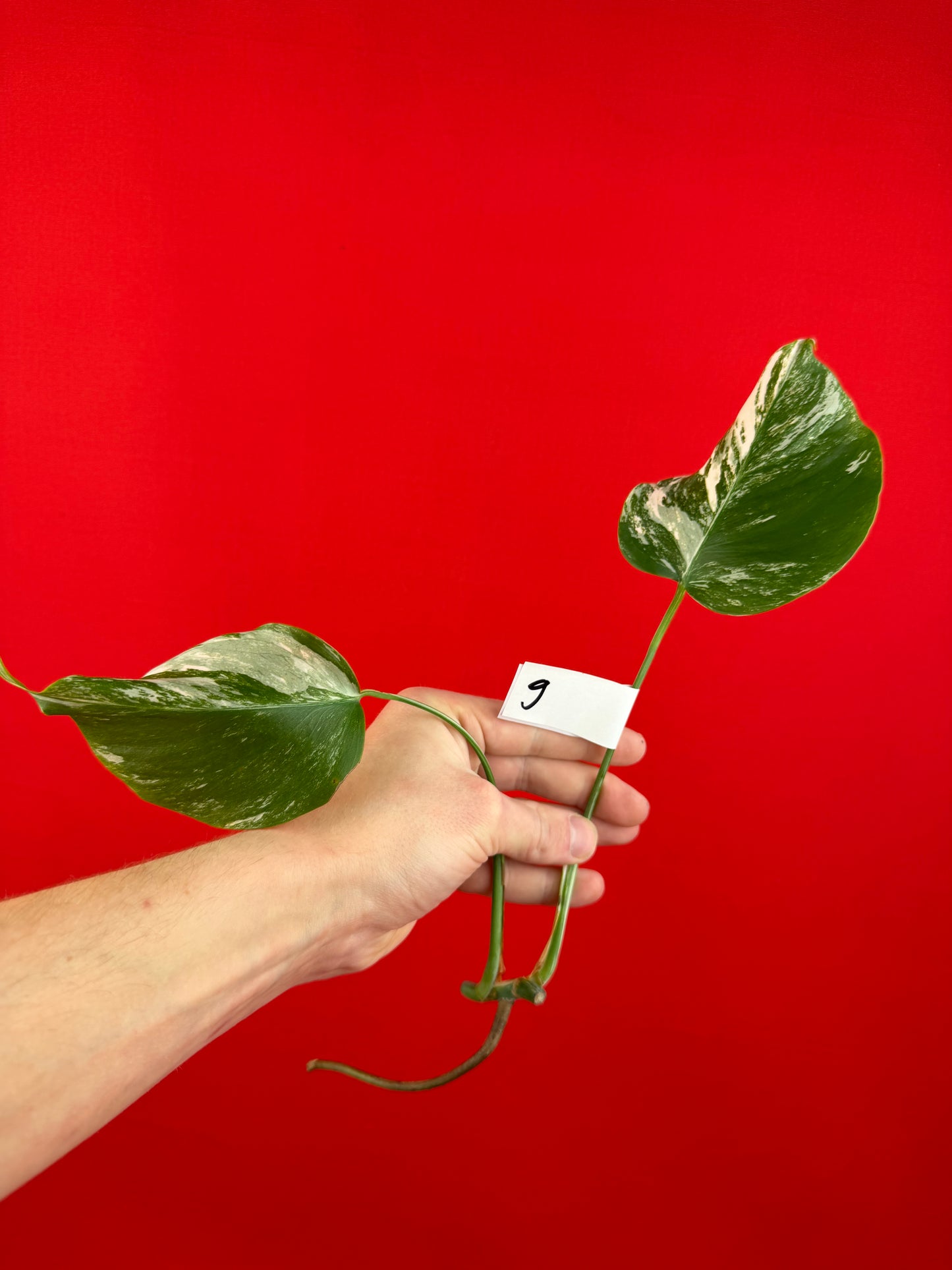 Monstera Deliciosa Variegata (cutting) - LUplnts