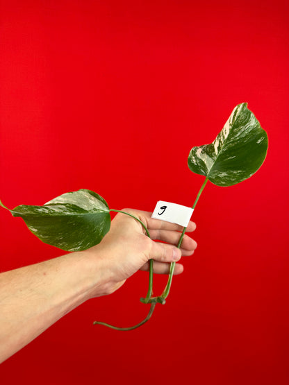 Monstera Deliciosa Variegata (cutting) - LUplnts
