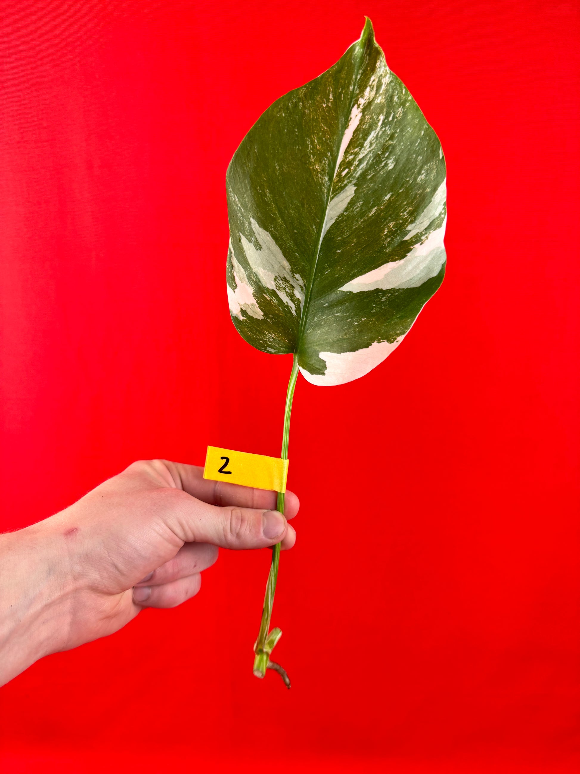 Monstera Deliciosa Variegata (cutting) - LUplnts