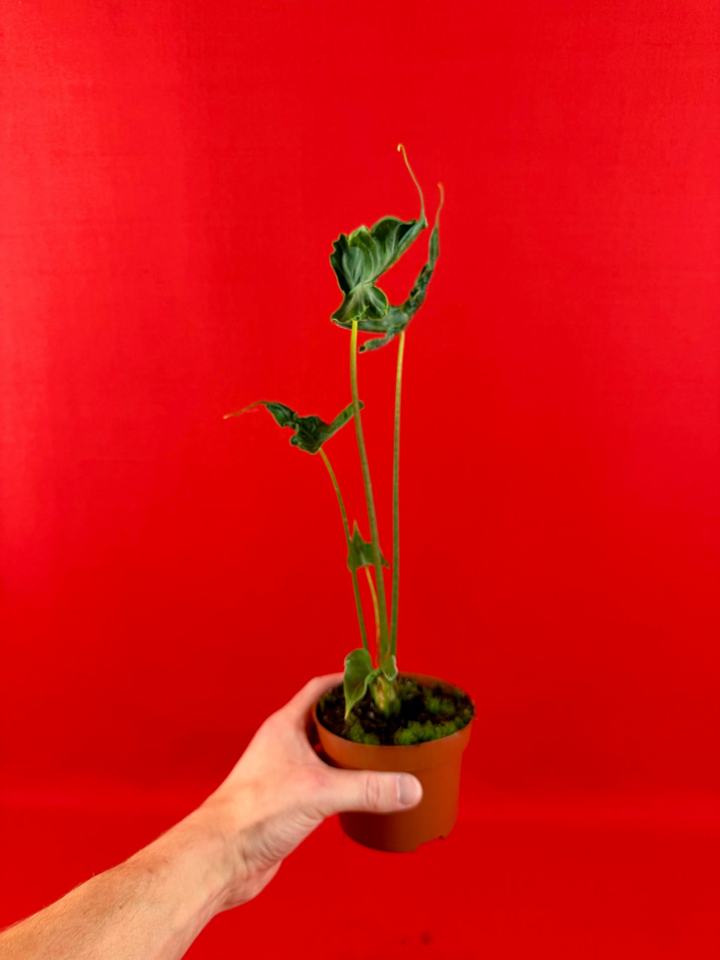Alocasia Teletubbies