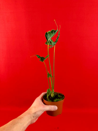 Alocasia Teletubbies