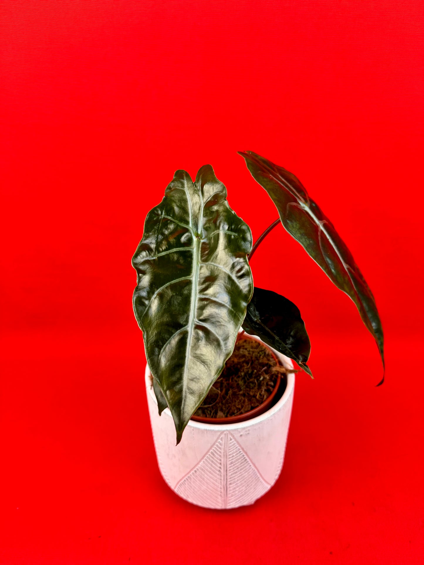 Alocasia chantrieri