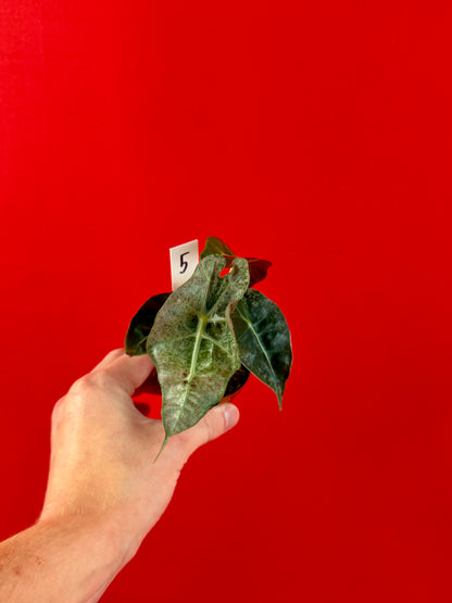 Alocasia Polly Variegata (s)