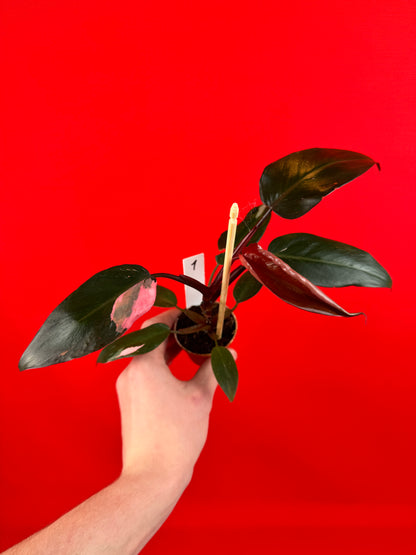 Philodendron Pink Princess (s) - LUplnts