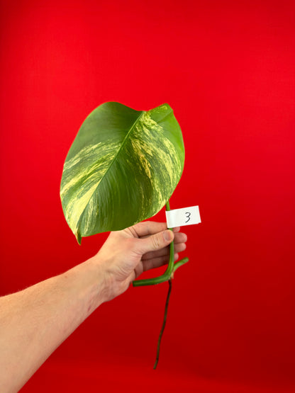 Monstera Deliciosa Aurea (cutting) - LUplnts