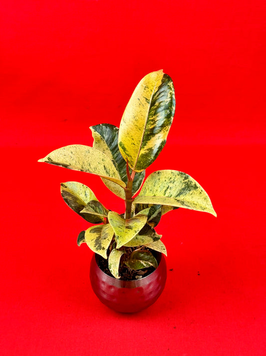 Ficus Schrijveriana Moonshine (s)