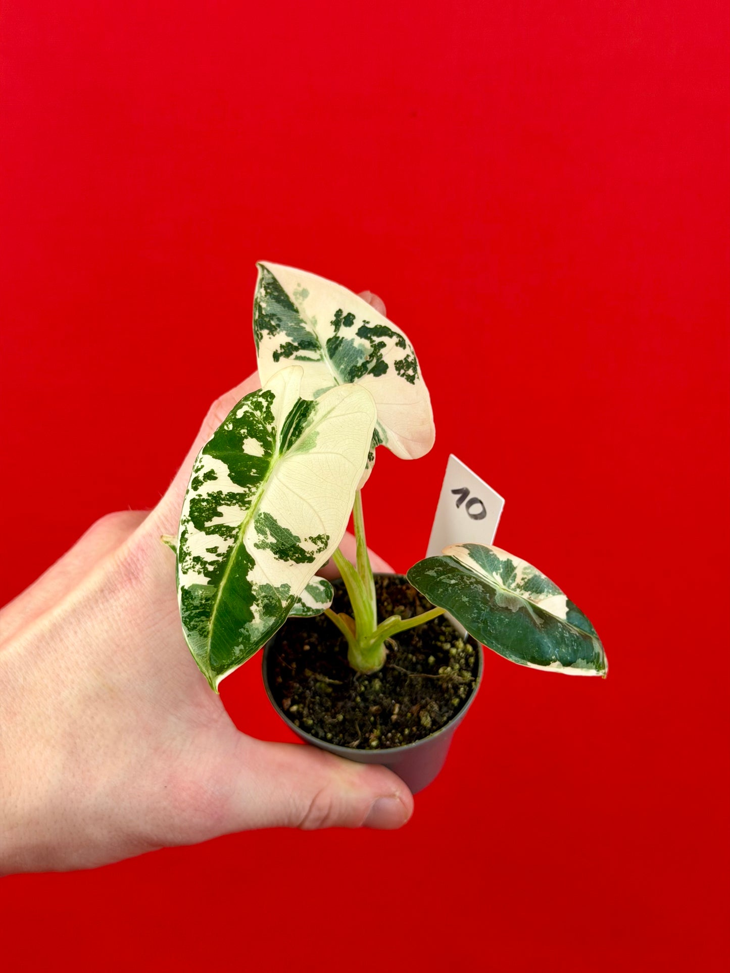 Alocasia micholitziana 'Frydek Variegata' (s)