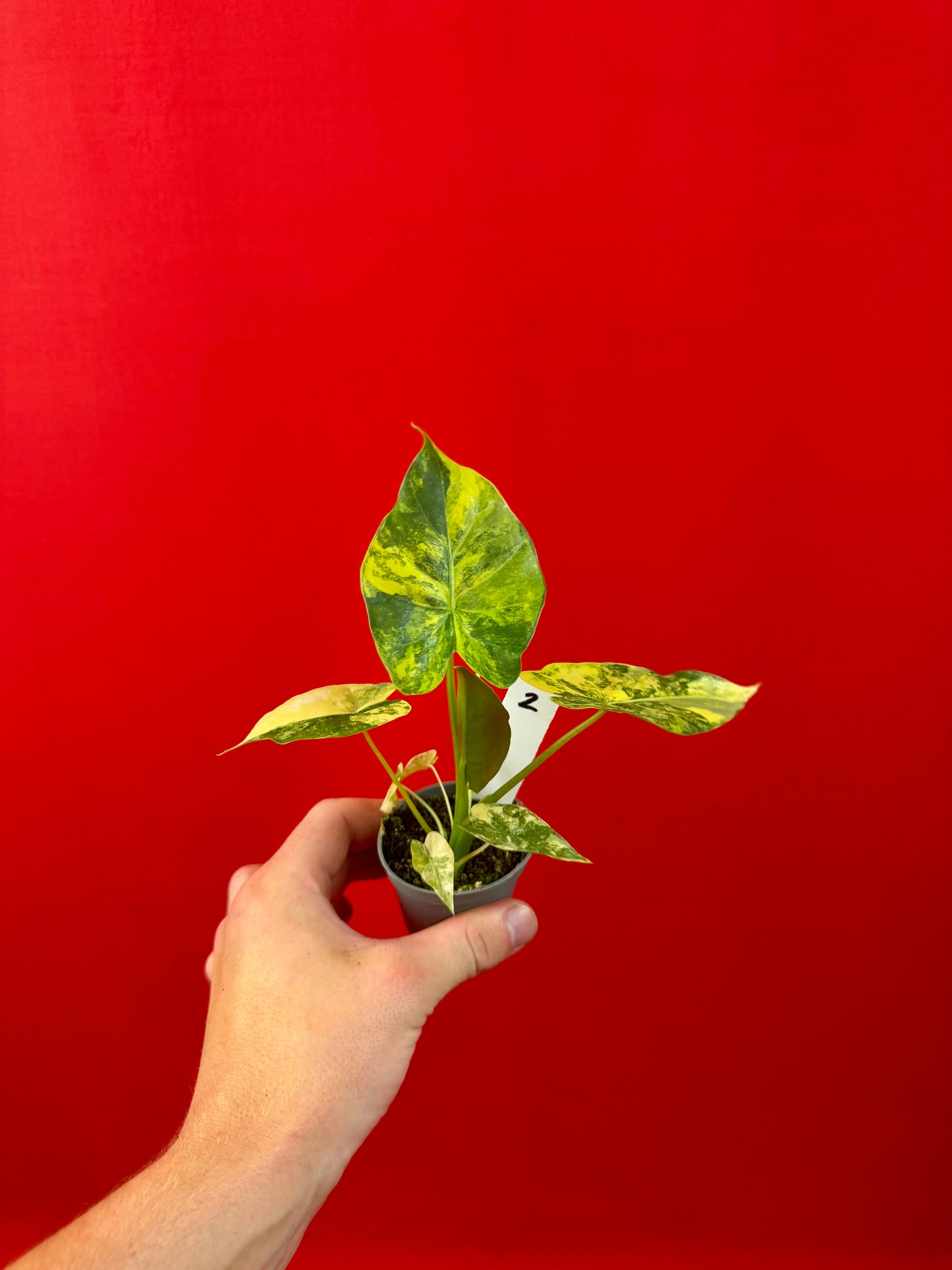 Alocasia macrorrhizos 'Aurea Variegata' (s)
