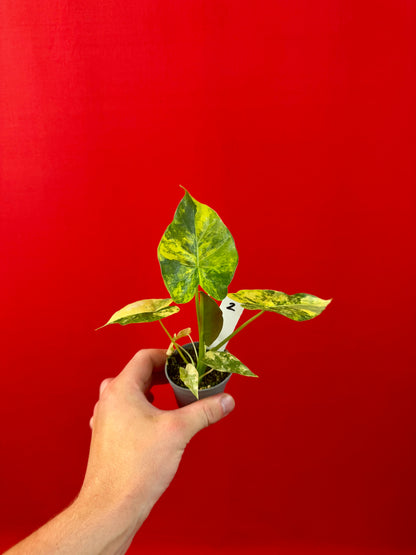 Alocasia macrorrhizos 'Aurea Variegata' (s)