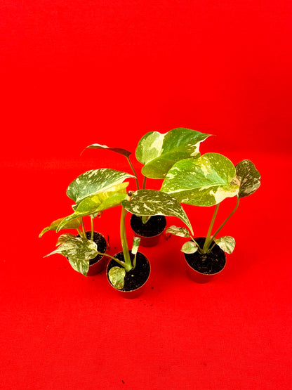 Monstera Thai Constellation (s)