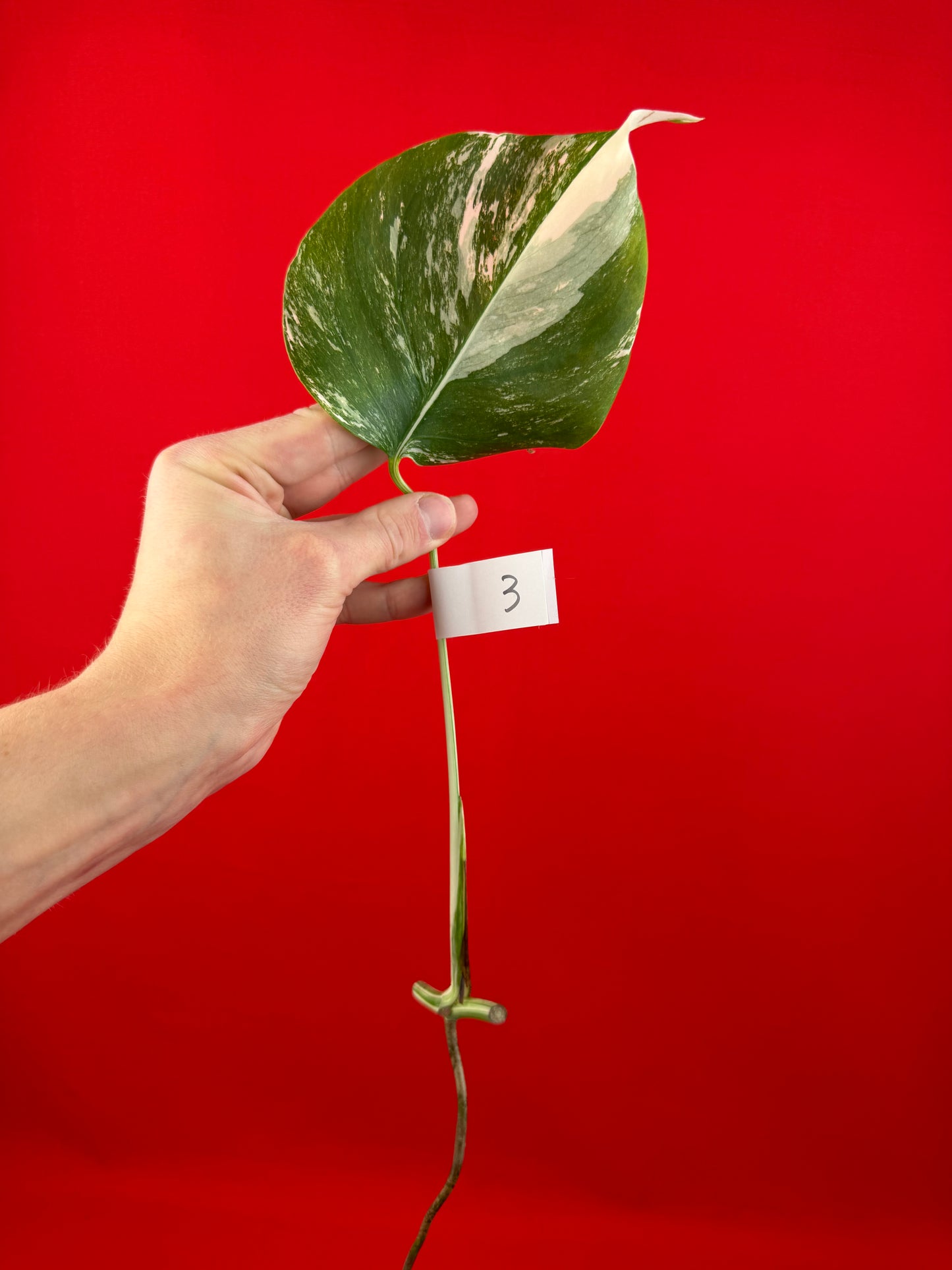 Monstera Deliciosa Variegata (cutting) - LUplnts