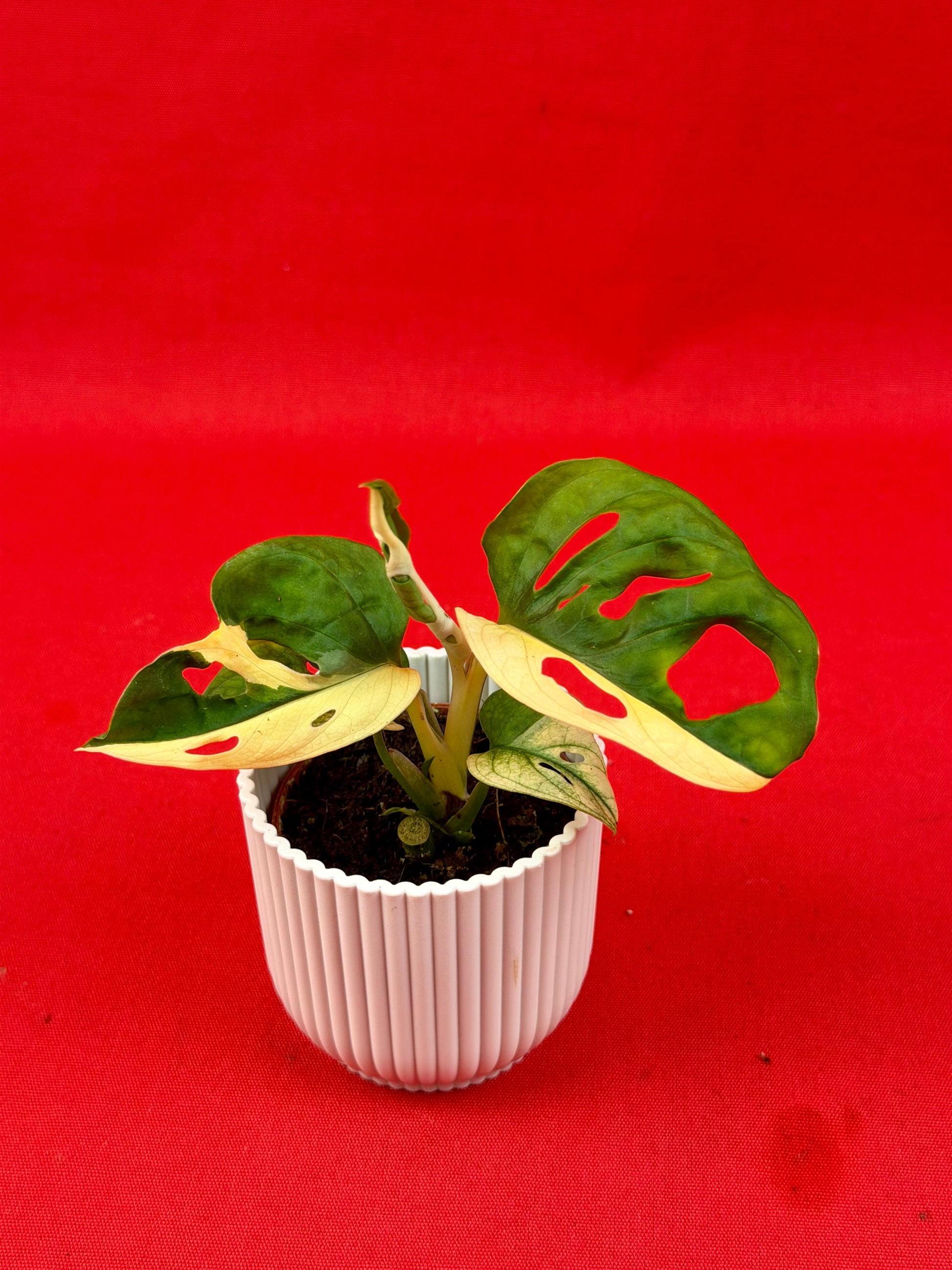 Monstera Adansonii Variegata (s) - LUplnts