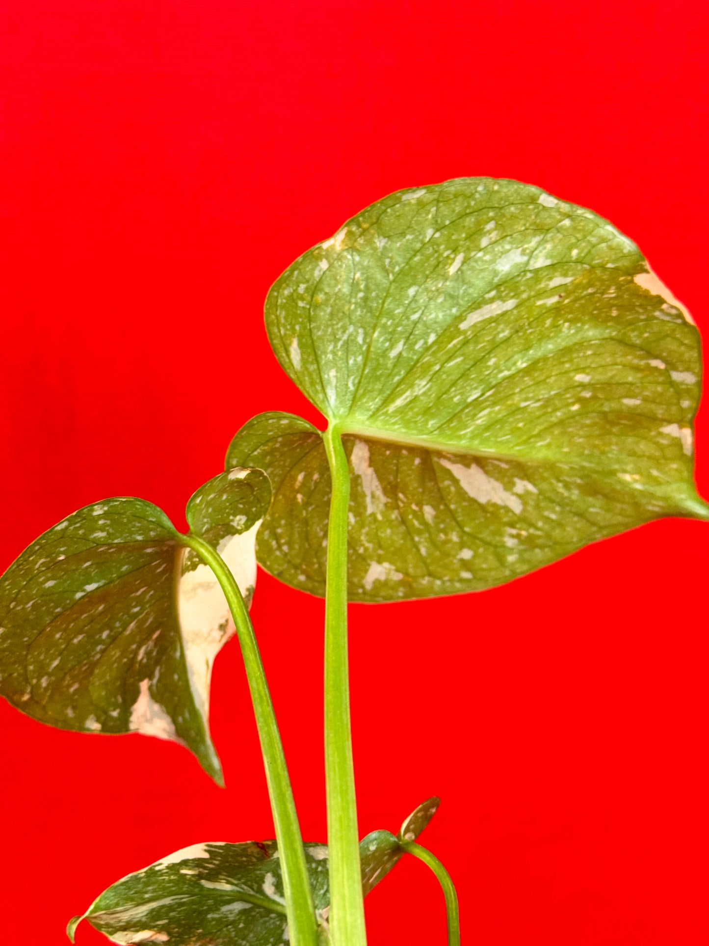 Monstera Thai Constellation (s) - LUplnts
