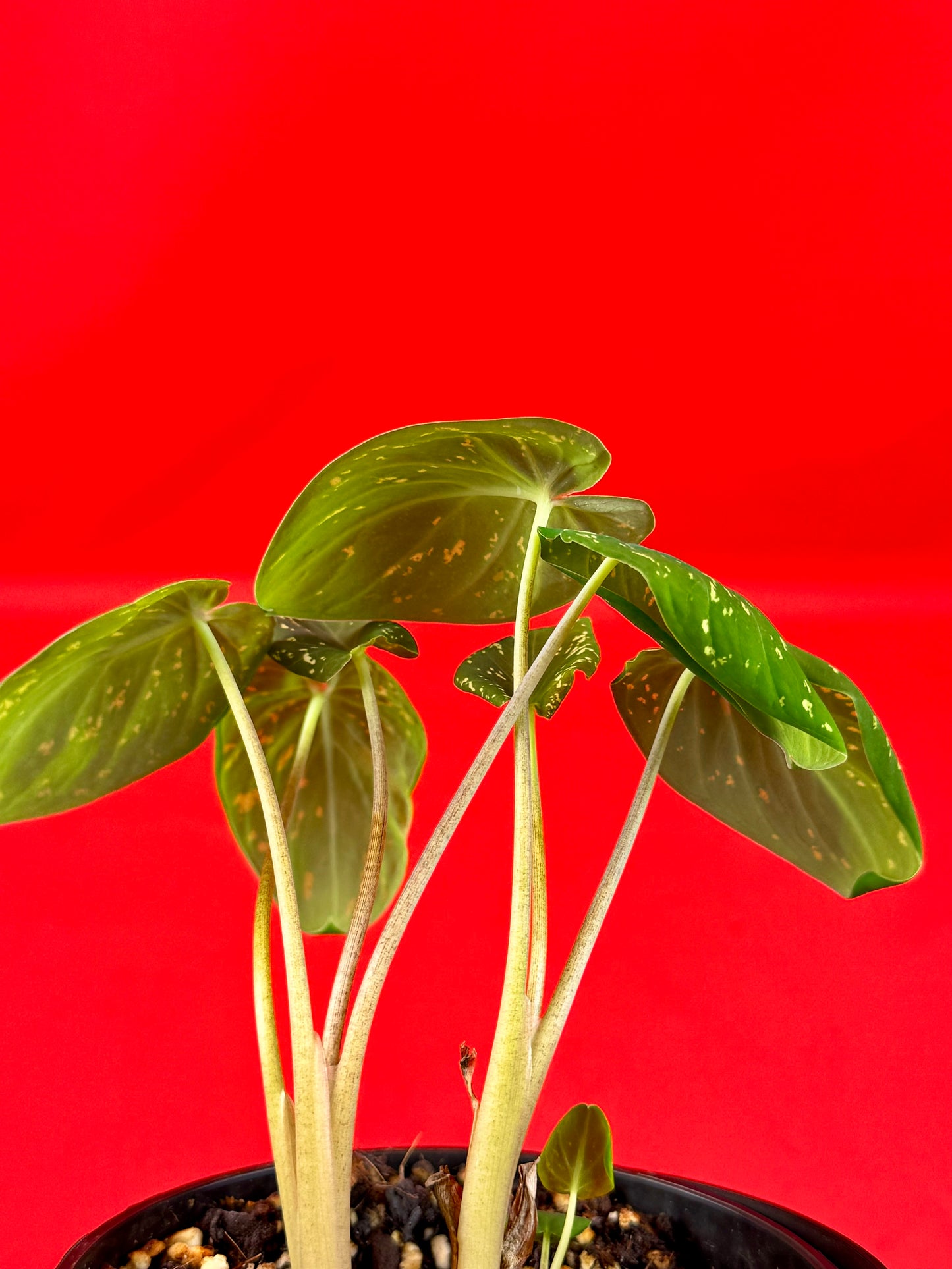 Colocasia Hilo Beauty