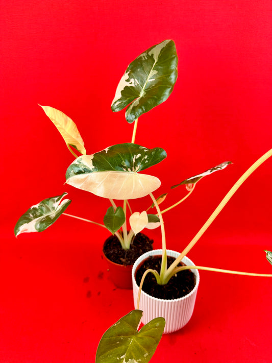 Alocasia Macrorrhiza Variegata - LUplnts