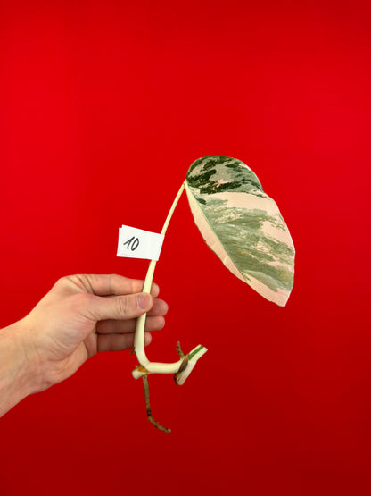Monstera Deliciosa Variegata (cutting) - LUplnts
