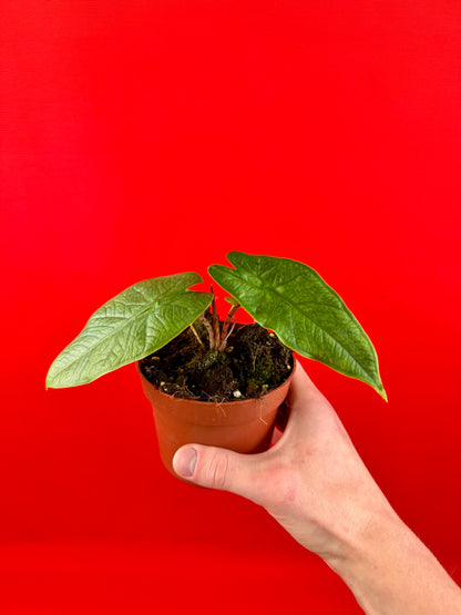 Alocasia sulawesi Green Carpet - LUplnts