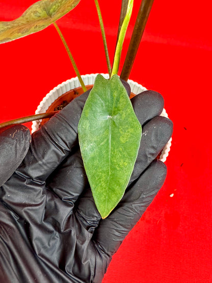 Alocasia Simpo Variegata (Green on Green)