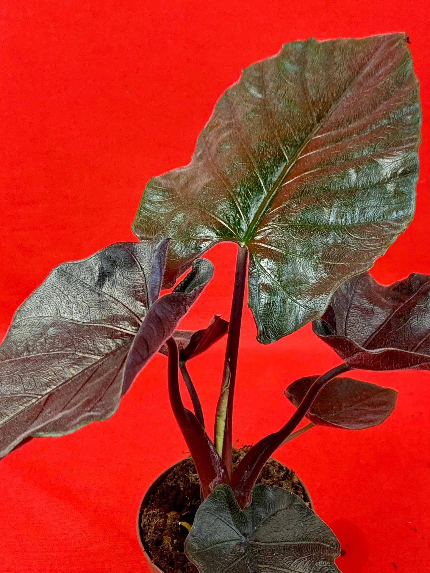 Alocasia Antoro Velvet - LUplnts