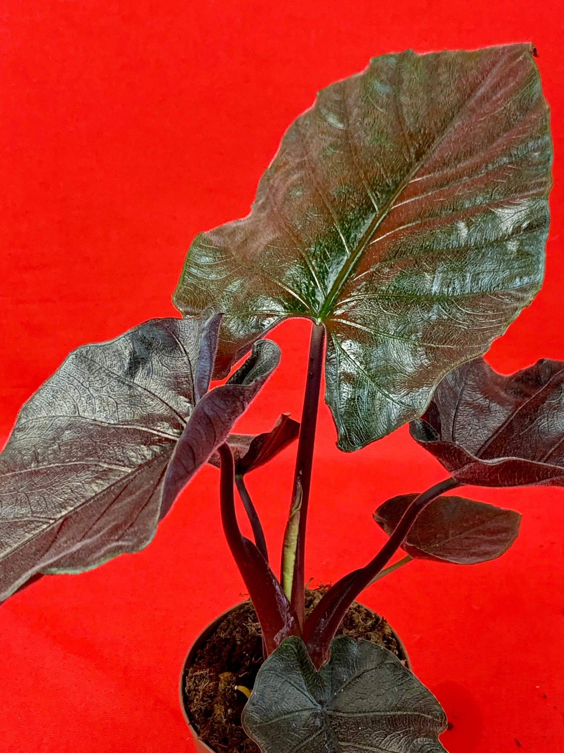 Alocasia Antoro Velvet - LUplnts