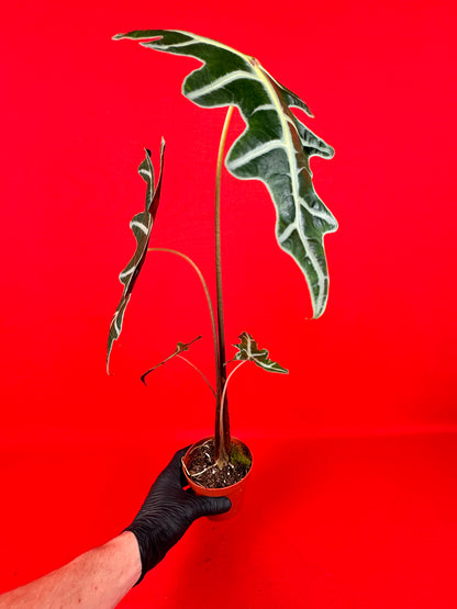 Alocasia Sanderiana Nobilis