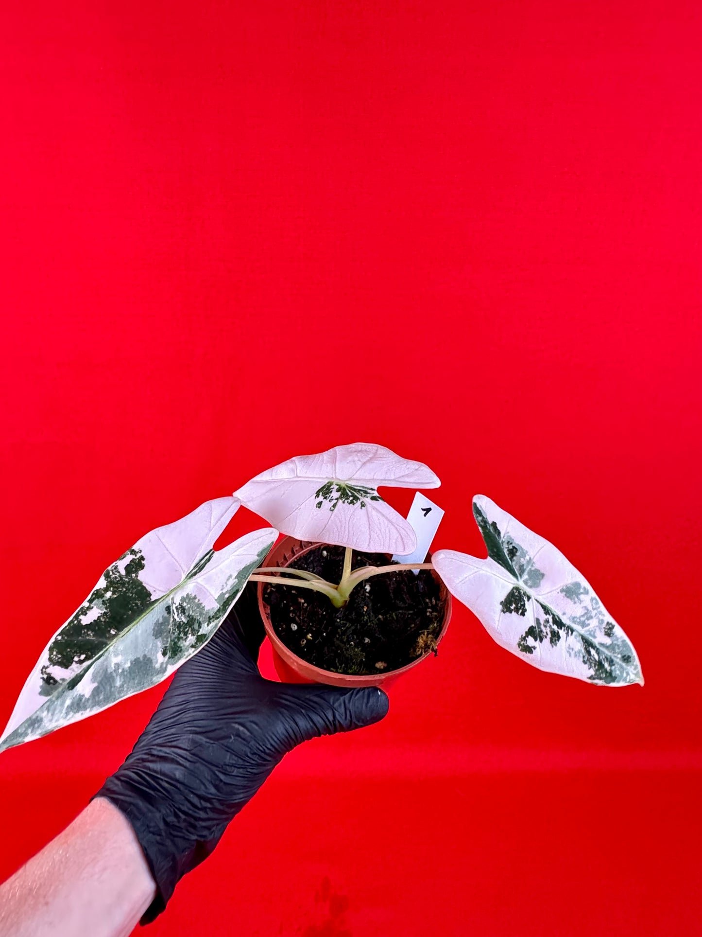 Alocasia micholitziana Frydek Variegata