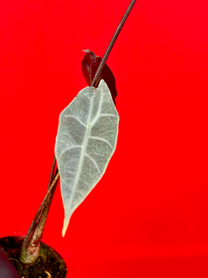 Alocasia longiloba Silver