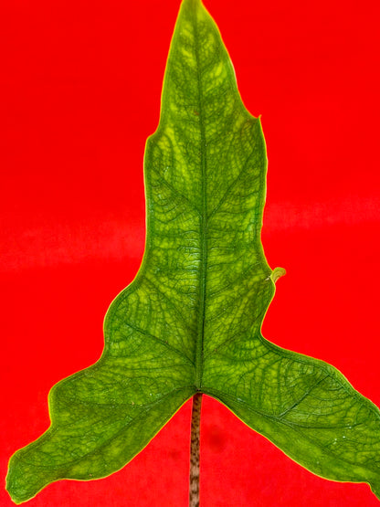 Alocasia ‘Sabrina‘