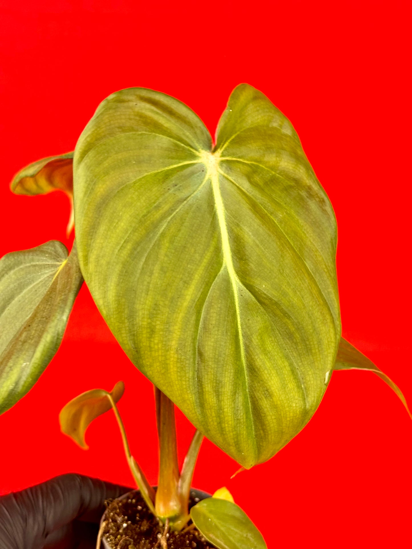 Philodendron pastazanum (s)