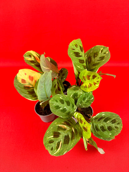 Maranta leuconeura 'Kerchoveana Variegata' (s)