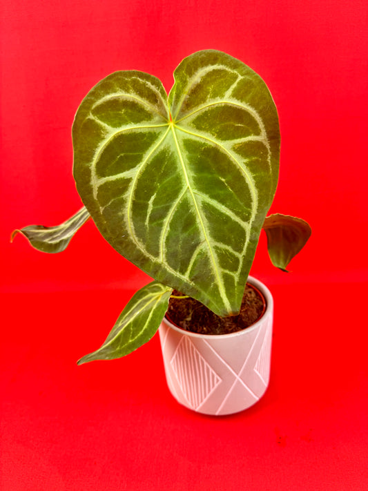 Anthurium Magnificum - LUplnts